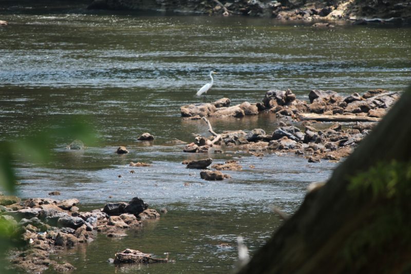 Wildlife-on-Flint-River.JPG