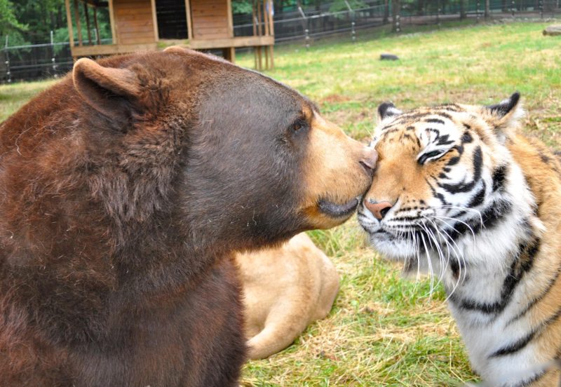 noahs-ark-animal-sanctuary-is-an-educational-rehabilitation-center-for-exoctic-animals-and-farm-animals-credit-noahs-ark-animal-sanctuary