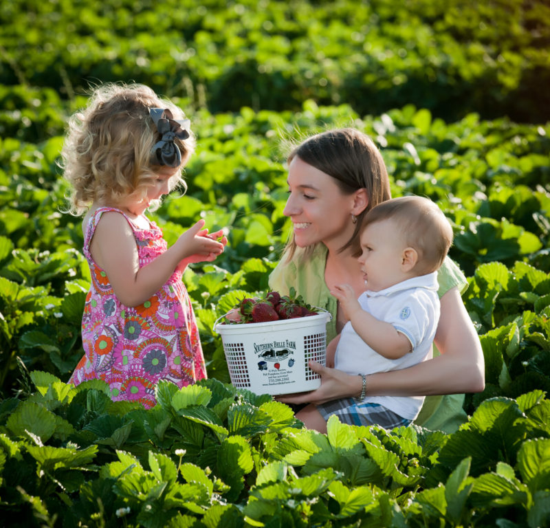 southern-belle-farm-is-located-in-mcdonough-georgia-and-open-seasonally-for-berry-picking-and-fresh-produce