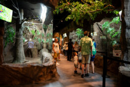 The exciting Daytona Aquarium & Rainforest Adventure is an interactive experience featuring an amazing variety of marine animals from around the world and featuring 60 separate exhibits, including a 100,000-gallon shark exhibit and two touch pools. | Photo Credit: Daytona Beach Area Convention and Visitors Bureau