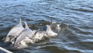 Ponce Inlet Watersports offers guided fishing excursions, dolphin and manatee boat tours, kayak/stand-up paddle board rentals and more. | Photo Credit: Daytona Beach Area Convention and Visitors Bureau