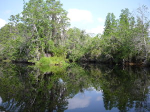 Canal at Okefenokee National Wildlife Refuge. | Credit: Kingsland Convention & Visitors Bureau