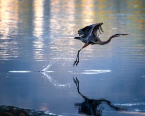 Kingsland and the surrounding area are home to many species of birds including the great blue heron. | Credit: Kingsland Convention & Visitors Bureau