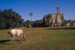 Wild horses roam freely on Cumberland Island. | Credit: Kingsland Convention & Visitors Bureau